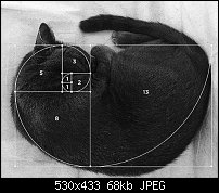 Click image for larger version. 

Name:	fibonacci  cat.jpg 
Views:	213 
Size:	67.9 KB 
ID:	123379