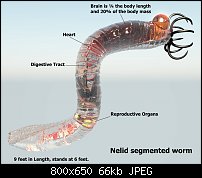 Click image for larger version. 

Name:	nelid-ecology.jpg 
Views:	390 
Size:	65.7 KB 
ID:	124152