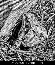 Click image for larger version. 

Name:	bw-frog.jpeg 
Views:	307 
Size:	176.2 KB 
ID:	125015