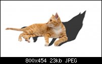 Click image for larger version. 

Name:	cat1.jpg 
Views:	143 
Size:	23.4 KB 
ID:	125577