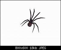 Click image for larger version. 

Name:	spider3.jpg 
Views:	120 
Size:	18.2 KB 
ID:	126071