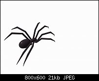 Click image for larger version. 

Name:	spider40001.jpg 
Views:	132 
Size:	21.5 KB 
ID:	126072