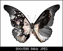 Click image for larger version. 

Name:	butterfly girl.jpg 
Views:	65 
Size:	83.5 KB 
ID:	126638