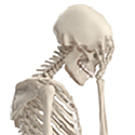 Name:  Skeleton faceplant.png
Views: 322
Size:  19.6 KB