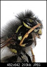 Click image for larger version. 

Name:	wasp.jpg 
Views:	301 
Size:	202.6 KB 
ID:	127707