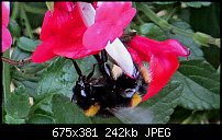 Click image for larger version. 

Name:	bee-1.jpg 
Views:	395 
Size:	241.8 KB 
ID:	127713