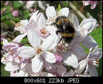 Click image for larger version. 

Name:	bee-3.jpg 
Views:	360 
Size:	222.8 KB 
ID:	127715