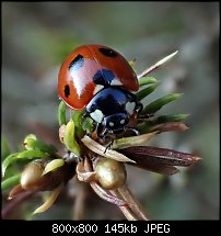 Click image for larger version. 

Name:	ladybird.jpg 
Views:	293 
Size:	145.2 KB 
ID:	129296
