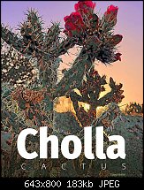 Click image for larger version. 

Name:	Cholla.jpg 
Views:	125 
Size:	182.6 KB 
ID:	129852