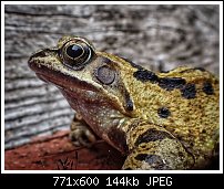 Click image for larger version. 

Name:	frog.jpg 
Views:	183 
Size:	144.3 KB 
ID:	130059