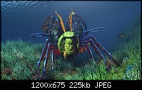 Click image for larger version. 

Name:	sea-princess.jpg 
Views:	74 
Size:	224.9 KB 
ID:	131686
