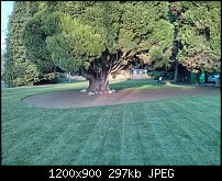 Click image for larger version. 

Name:	front lawn.jpg 
Views:	119 
Size:	297.2 KB 
ID:	131697