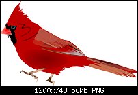 Click image for larger version. 

Name:	Cardinal.jpg 
Views:	105 
Size:	56.2 KB 
ID:	132609