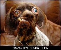 Click image for larger version. 

Name:	Ugly Dog.jpg 
Views:	101 
Size:	319.7 KB 
ID:	133221