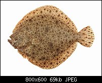 Click image for larger version. 

Name:	Turbot.jpg 
Views:	83 
Size:	68.7 KB 
ID:	134003