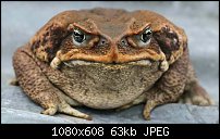 Click image for larger version. 

Name:	Cane Toad.jpg 
Views:	31 
Size:	63.1 KB 
ID:	134497