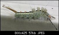 Click image for larger version. 

Name:	crazy_caterpillar.jpg 
Views:	231 
Size:	56.6 KB 
ID:	13554