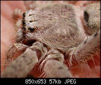 Click image for larger version. 

Name:	spider1.jpg 
Views:	325 
Size:	57.0 KB 
ID:	14461
