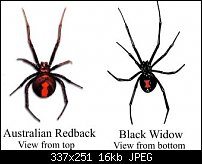 Click image for larger version. 

Name:	Widow_vs_Redback.jpg 
Views:	472 
Size:	15.7 KB 
ID:	15665