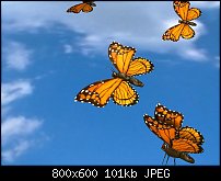 Click image for larger version. 

Name:	ButterFly0053.jpg 
Views:	244 
Size:	101.0 KB 
ID:	16648