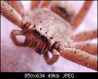 Click image for larger version. 

Name:	spider2.jpg 
Views:	338 
Size:	48.6 KB 
ID:	16728