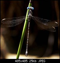 Click image for larger version. 

Name:	40_J_Blue_Damselfly.jpg 
Views:	168 
Size:	25.4 KB 
ID:	16773