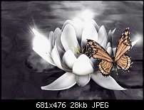 Click image for larger version. 

Name:	WaterLilly_tinted.jpg 
Views:	244 
Size:	28.4 KB 
ID:	18467