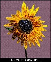 Click image for larger version. 

Name:	Sunflower.jpg 
Views:	222 
Size:	43.8 KB 
ID:	18651