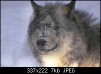 Click image for larger version. 

Name:	apachewolf3.jpg 
Views:	363 
Size:	6.9 KB 
ID:	18893