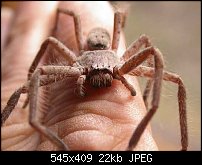 Click image for larger version. 

Name:	spider3.jpg 
Views:	314 
Size:	21.7 KB 
ID:	18969