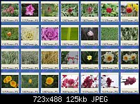 Click image for larger version. 

Name:	Flowers.jpg 
Views:	199 
Size:	125.0 KB 
ID:	1915