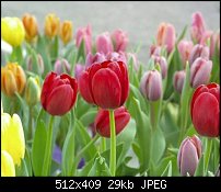 Click image for larger version. 

Name:	tulip_42percent_photoshop.jpg 
Views:	487 
Size:	29.2 KB 
ID:	20211