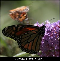 Click image for larger version. 

Name:	Monarch0098.jpg 
Views:	145 
Size:	59.4 KB 
ID:	20486