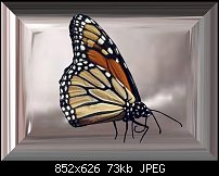 Click image for larger version. 

Name:	Monarch.jpg 
Views:	136 
Size:	72.9 KB 
ID:	20512