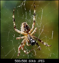 Click image for larger version. 

Name:	Spider0066.jpg 
Views:	312 
Size:	60.3 KB 
ID:	20852