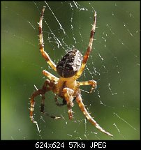 Click image for larger version. 

Name:	Spider0068.jpg 
Views:	320 
Size:	57.4 KB 
ID:	20853
