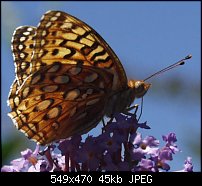 Click image for larger version. 

Name:	17 L Butterfly 1.jpg 
Views:	194 
Size:	45.0 KB 
ID:	20876