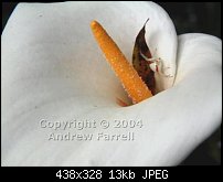 Click image for larger version. 

Name:	Spider Lily Copyrighted-resized.jpg 
Views:	251 
Size:	13.5 KB 
ID:	20938