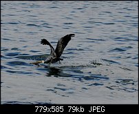 Click image for larger version. 

Name:	pelican0042.jpg 
Views:	176 
Size:	78.6 KB 
ID:	21226