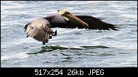 Click image for larger version. 

Name:	Pelican0047.jpg 
Views:	192 
Size:	26.5 KB 
ID:	21263