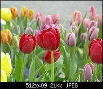 Click image for larger version. 

Name:	tulip_23percent_photoshop.jpg 
Views:	468 
Size:	21.1 KB 
ID:	2128