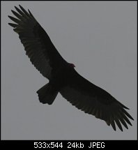 Click image for larger version. 

Name:	Bird0032.jpg 
Views:	150 
Size:	24.3 KB 
ID:	21287