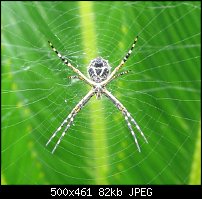 Click image for larger version. 

Name:	Encinitas Spider 1.jpg 
Views:	480 
Size:	81.7 KB 
ID:	21663