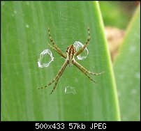 Click image for larger version. 

Name:	Encinitas Spider 2.jpg 
Views:	459 
Size:	57.0 KB 
ID:	21664