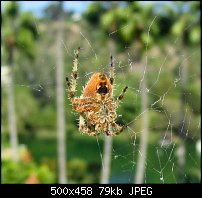 Click image for larger version. 

Name:	Spider Swami.jpg 
Views:	441 
Size:	78.8 KB 
ID:	21723