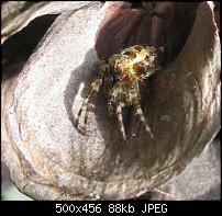 Click image for larger version. 

Name:	Nfld Spider.jpg 
Views:	544 
Size:	88.4 KB 
ID:	21724