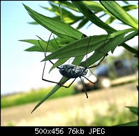 Click image for larger version. 

Name:	SpiderHide.jpg 
Views:	431 
Size:	75.7 KB 
ID:	21725