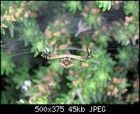 Click image for larger version. 

Name:	Angle Spider.jpg 
Views:	402 
Size:	45.0 KB 
ID:	21726