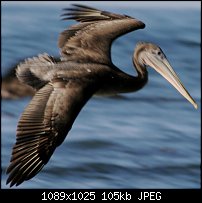 Click image for larger version. 

Name:	099 Pelican.jpg 
Views:	252 
Size:	104.8 KB 
ID:	22891