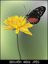 Click image for larger version. 

Name:	vectorsedge-butterflyflower.jpg 
Views:	304 
Size:	46.0 KB 
ID:	24015